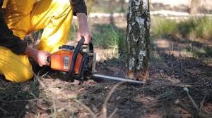 Best Fruit Tree Pruning  in Coachella, CA